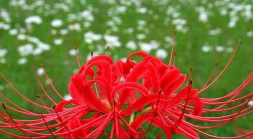 曼珠沙华花语之美（一朵花的情感世界）