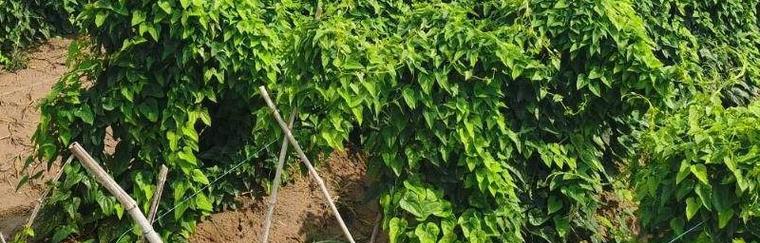 山药块茎繁殖与种植方法（从种子到收获）