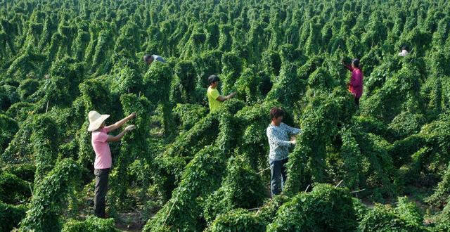 山药种植的收益与周期（一年可以种几次）