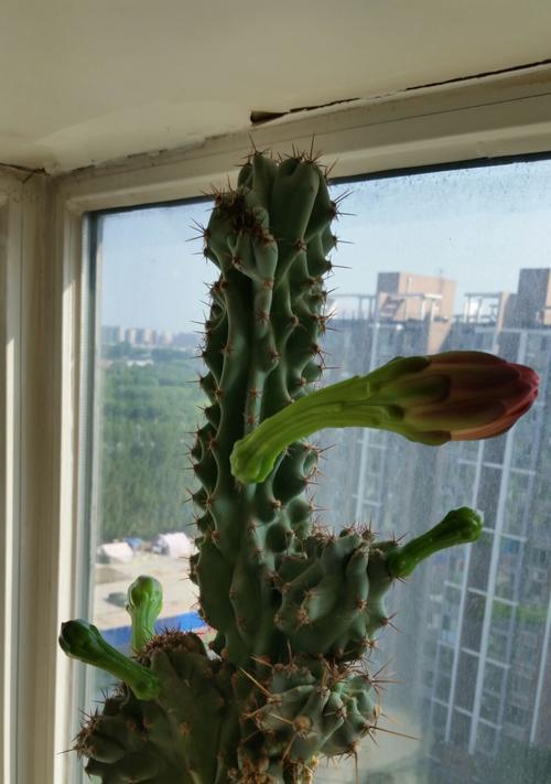 如何养护山影花使其开花盛放（山影花养护秘籍）