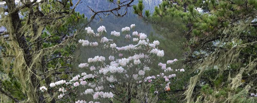 山影开花的奇迹（探秘山影开花的美丽与神奇）