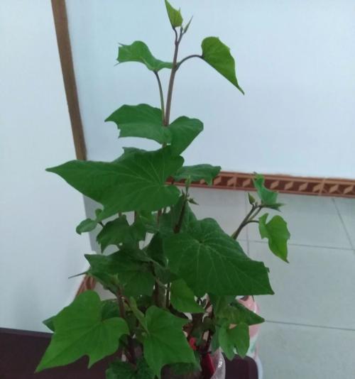山芋开花之谜（山芋开花时间）