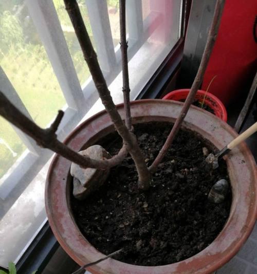 山竹盆栽的种植技巧（打造家庭自由果园）