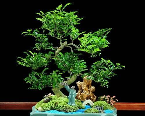 山紫甲盆景养护全攻略