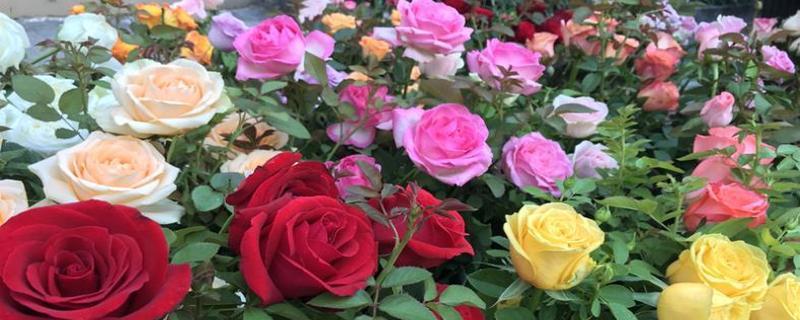 玫瑰花的颜色与寓意（探索玫瑰花颜色所代表的情感和意义）