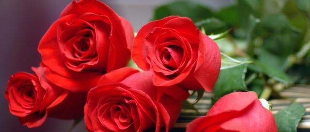 玫瑰花语解读（玫瑰花语之各色花朵背后的情感与祝福）