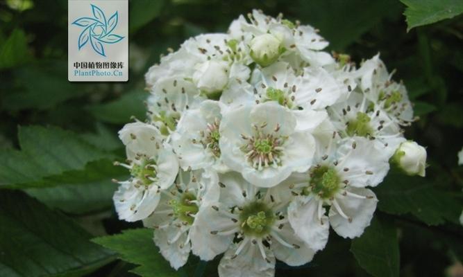 如何选择最优质的山楂品种（掌握山楂品种选择技巧）