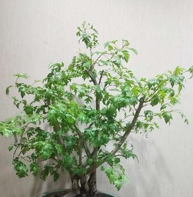 山楂盆景的养护方法——让您的盆景更加健康美丽