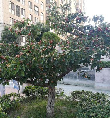 种植山楂树，让家门口更美丽（城市种植新趋势）