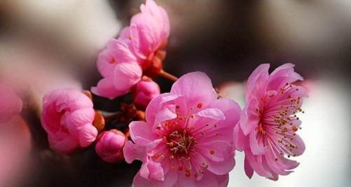 梅花的象征意义及其传承（百花之首的坚强与纯洁）