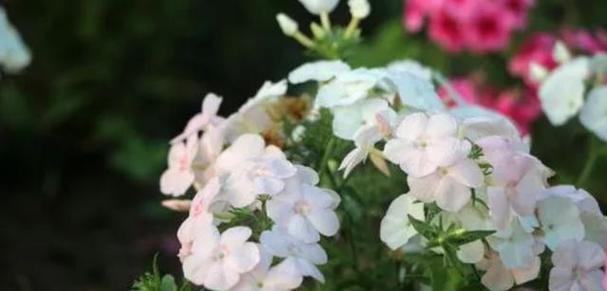 美人樱（赏花时刻）
