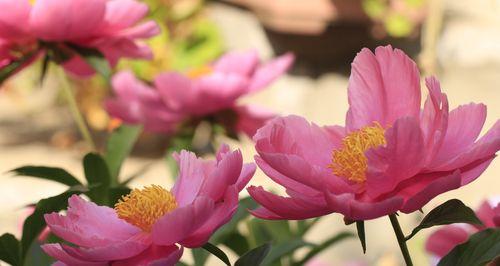 芍药花喜欢太阳吗（揭秘芍药花的生长条件和喜阳程度）