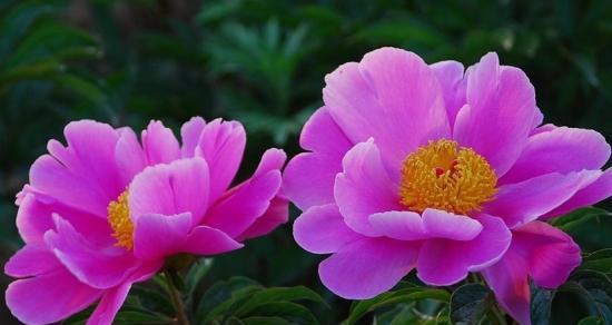 芍药的开花次数与花期时间（一年开几次花）