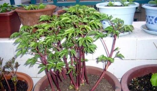 芍药分株及繁殖方法详解（分株时间、技巧和注意事项）