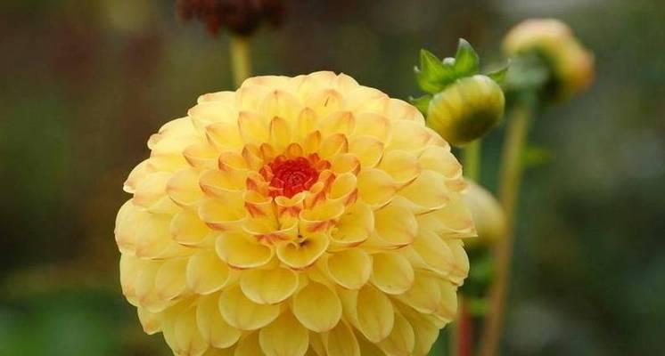 花语之美（探寻花的语言之美）
