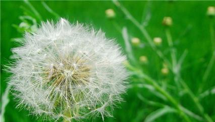 蒲公英的花语与寓意（深度解读蒲公英的含义与象征）