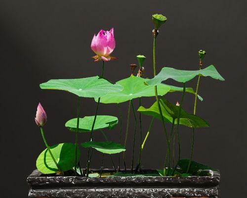深盆中的优选植物（如何挑选深盆植物）