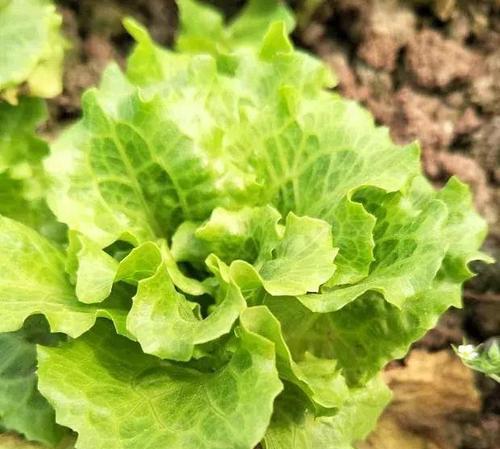 生菜的生长期及成熟时间——探究生菜的生长之谜