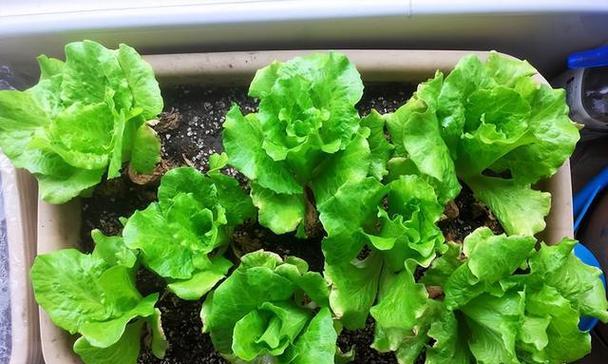 生菜的种植技巧（了解生菜种植的时间节点）
