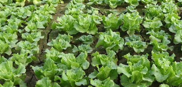 种植生菜的最佳月份及注意事项（农民必读）