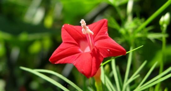 尸香魔芋的花语及其意义解析（探秘尸香魔芋的花语）
