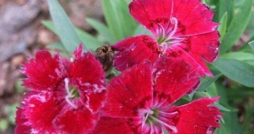 石竹花的花语与美丽之谜（解析石竹花的花语及其寓意）