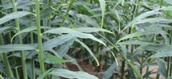 生姜种植指南（如何留种子）