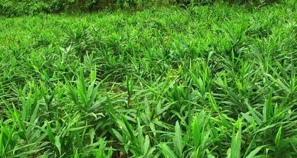 生姜种植时间与生长周期（从种植到收获）