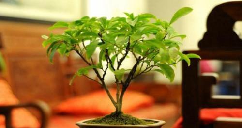 生意人经营生意必养这些花（在商场中展现风采的关键）