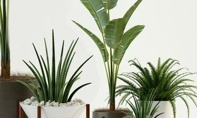十大室内观赏植物（打造室内绿意）