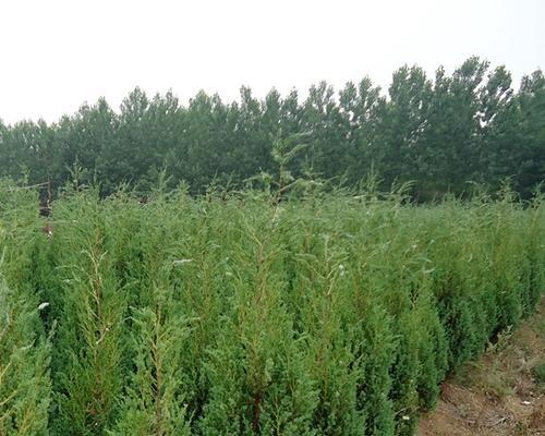 石化桧——桧柏类植物中的“化石巨人”（探索石化桧的神秘面纱）