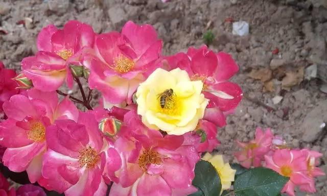 石家庄市花——桂花