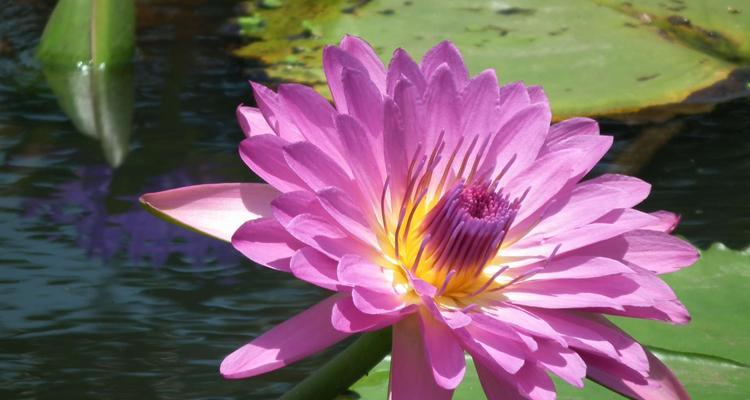 探寻澳门市花莲花的文化内涵（莲花——纯洁）