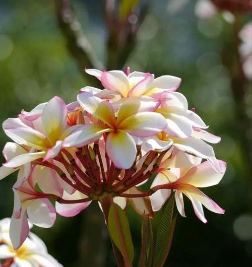 澳洲的国花——金合欢花（澳洲国花的由来）