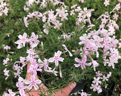 解读丛生福禄考花语的含义（揭秘福禄考花语的秘密）