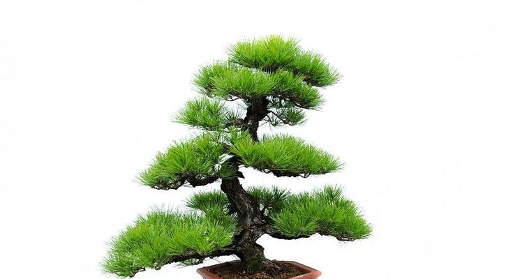 正确浇水方法让澳洲杉茁壮成长（掌握浇水技巧关键在于适量和频率）