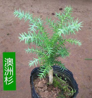 澳洲杉的繁殖方法与注意事项（可持续林业的良好选择）