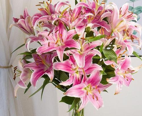 以粉百合的花语(揭示粉百合的美丽含义与象征) 以粉百合的花语(揭示粉百合的美丽含义与象征)