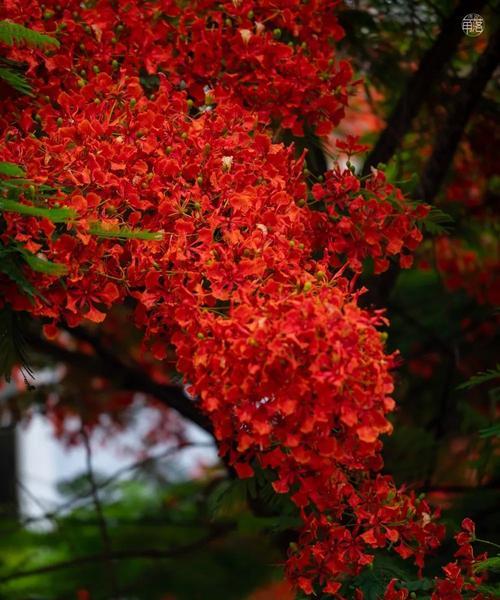 枫叶的花语——自由与变化（赏枫）