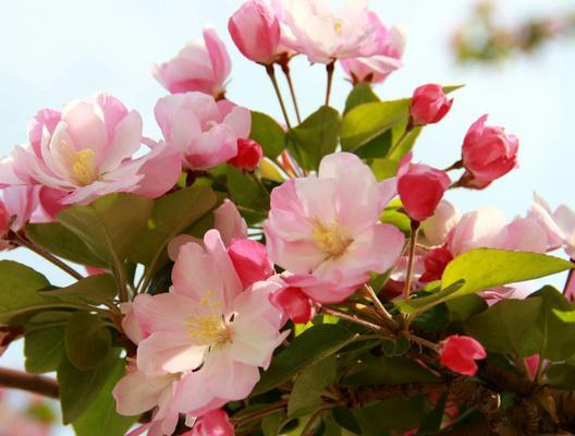 《海棠花语之美——探寻一朵花背后的故事》（关注海棠花的传承和情感表达）