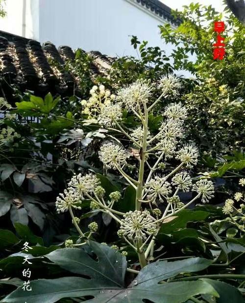 八角金盘养殖详解（养殖方法）