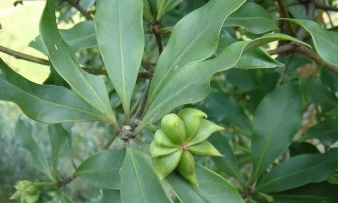 八角施肥全攻略（掌握这些方法）