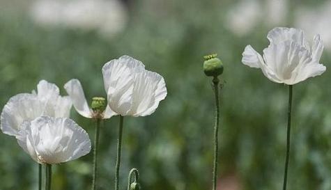 花环菊的花语及其意义（解读花环菊的象征与寓意）