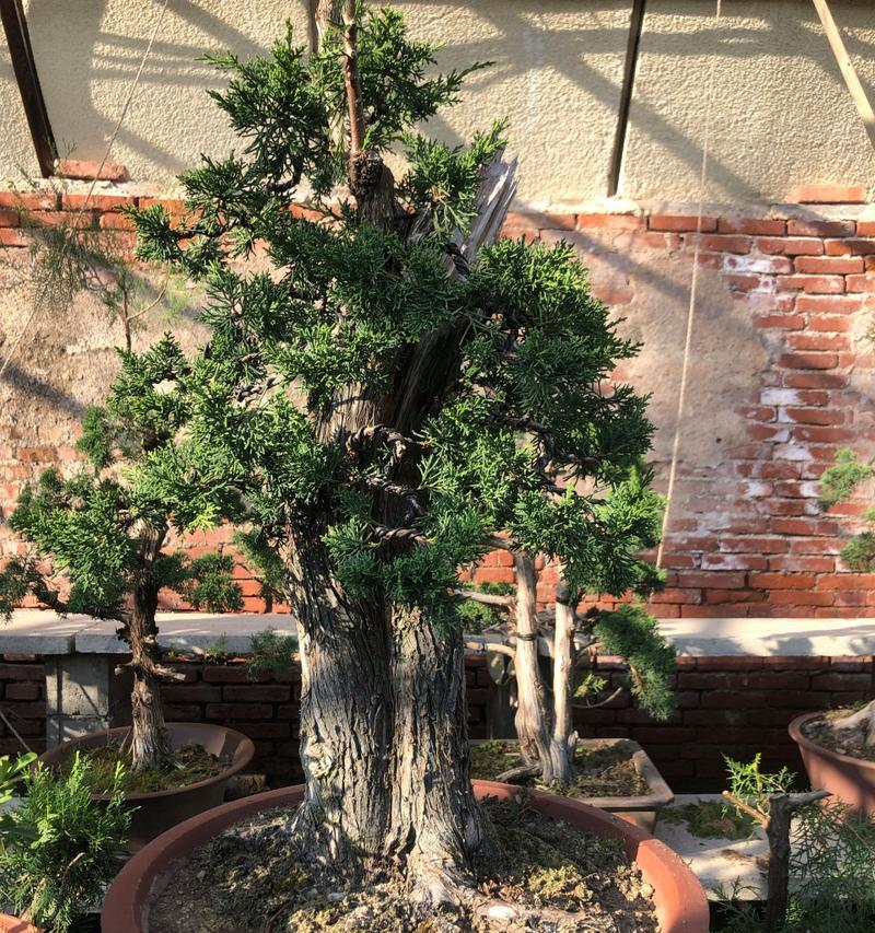 以截干苗为中心的种植技术（提高农作物繁殖效率的关键因素）