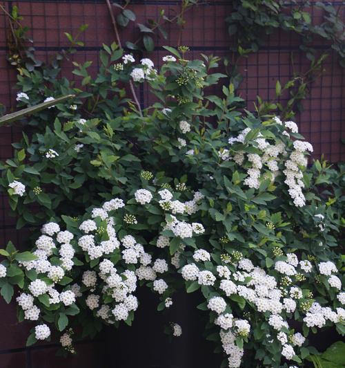 金山绣线菊的花语及寓意（探寻金山绣线菊背后的花语意义）