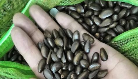 八月炸籽的健康功效（探寻八月炸籽的营养价值）