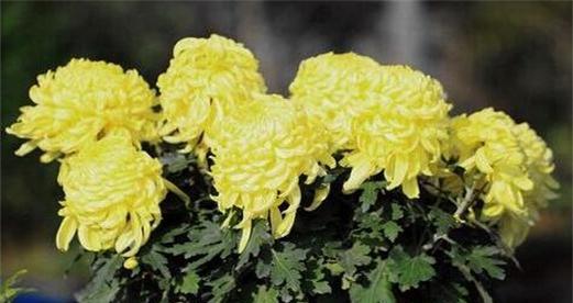 菊花的象征意义及其美丽与深刻含义（探寻菊花的文化内涵与美学价值）