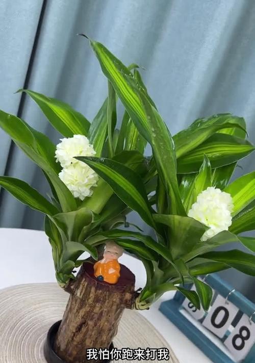 巧学巴西木的浇水时间和正确方法（让您的绿植健康成长）