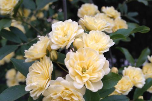 木香花的花语（传递温暖与平静的花语）