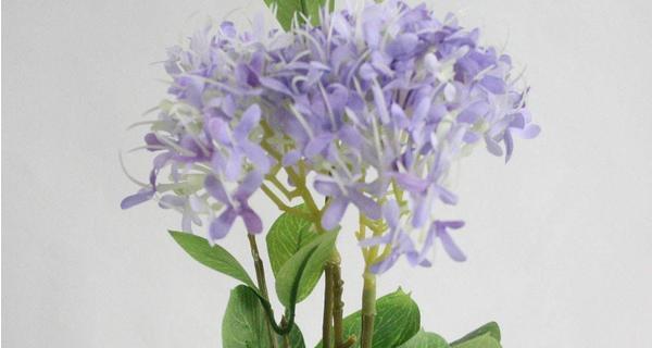 七叶树花的花语与寓意（七叶树花）
